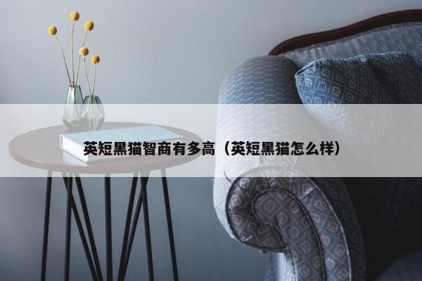英短黑猫智商有多高（英短黑猫怎么样）