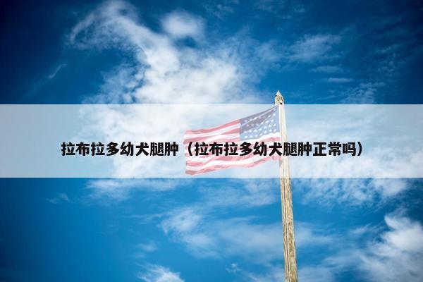 拉布拉多幼犬腿肿（拉布拉多幼犬腿肿正常吗）