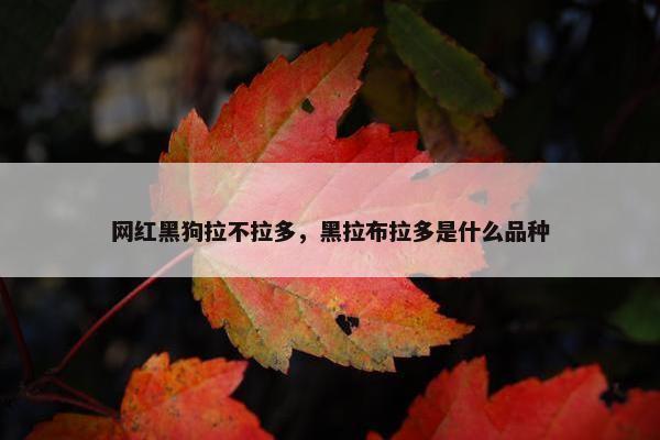 网红黑狗拉不拉多，黑拉布拉多是什么品种