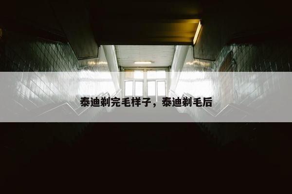泰迪剃完毛样子，泰迪剃毛后