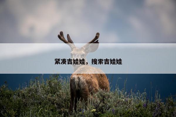 紧凑吉娃娃，搜索吉娃娃