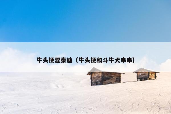 牛头梗混泰迪（牛头梗和斗牛犬串串）