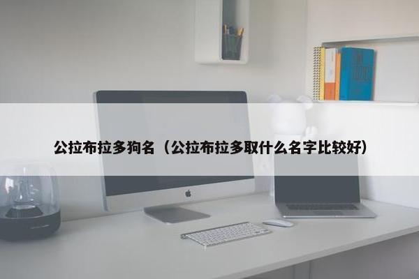 公拉布拉多狗名（公拉布拉多取什么名字比较好）