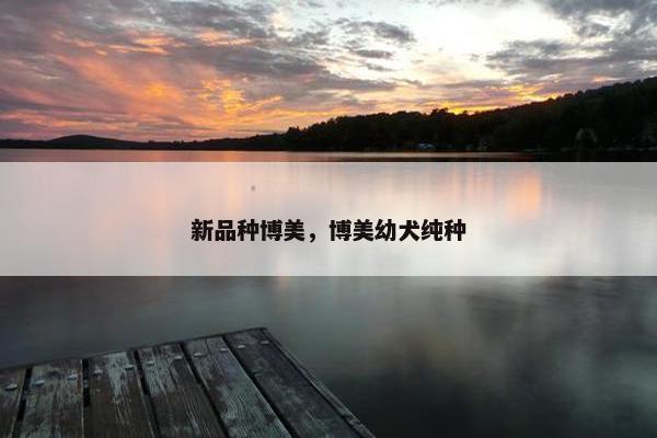新品种博美，博美幼犬纯种