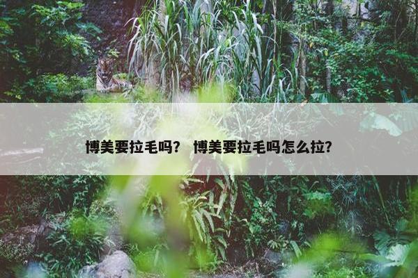 博美要拉毛吗？ 博美要拉毛吗怎么拉？