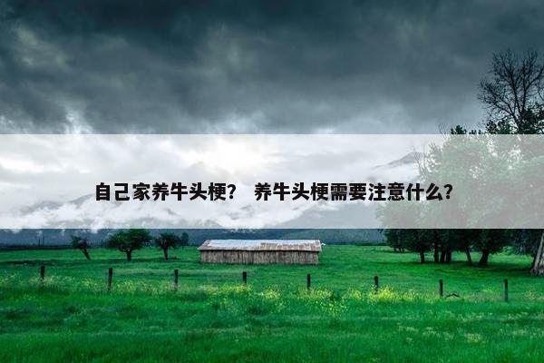自己家养牛头梗？ 养牛头梗需要注意什么？