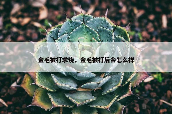 金毛被打求饶，金毛被打后会怎么样