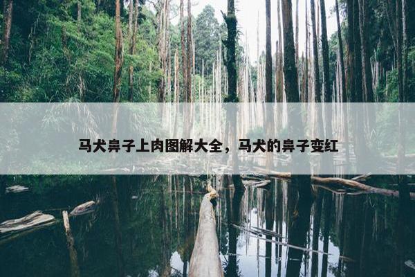 马犬鼻子上肉图解大全，马犬的鼻子变红