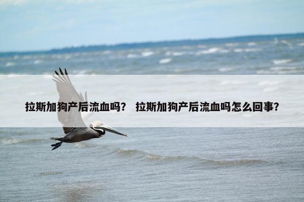 拉斯加狗产后流血吗？ 拉斯加狗产后流血吗怎么回事？