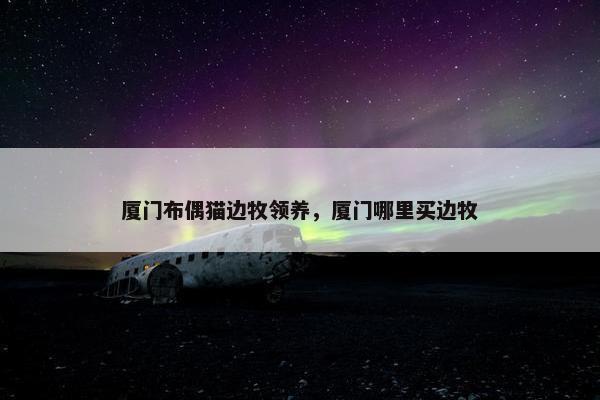 厦门布偶猫边牧领养，厦门哪里买边牧