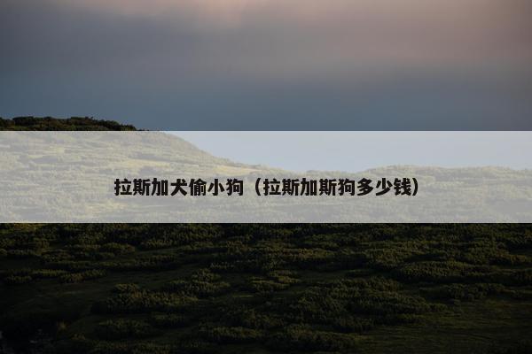 拉斯加犬偷小狗（拉斯加斯狗多少钱）