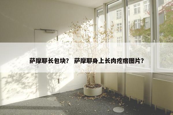 萨摩耶长包块？ 萨摩耶身上长肉疙瘩图片？