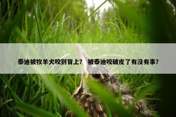 泰迪被牧羊犬咬到背上？ 被泰迪咬破皮了有没有事？