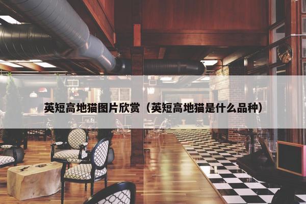 英短高地猫图片欣赏（英短高地猫是什么品种）