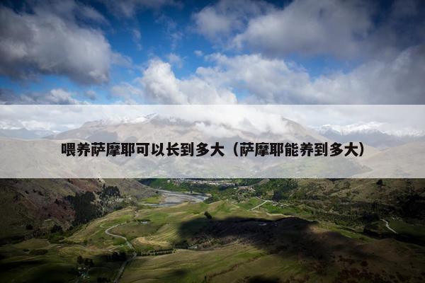 喂养萨摩耶可以长到多大（萨摩耶能养到多大）