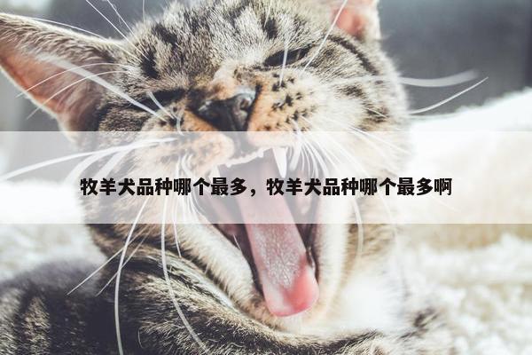 牧羊犬品种哪个最多，牧羊犬品种哪个最多啊