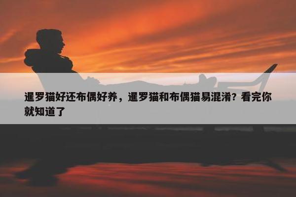 暹罗猫好还布偶好养，暹罗猫和布偶猫易混淆? 看完你就知道了