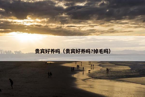 贵宾好养吗（贵宾好养吗?掉毛吗）