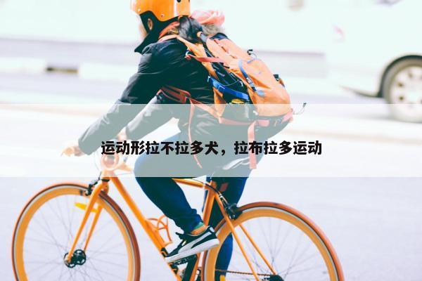 运动形拉不拉多犬，拉布拉多运动