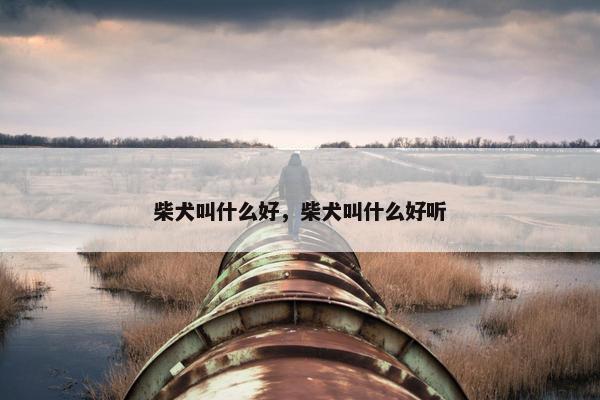 柴犬叫什么好，柴犬叫什么好听