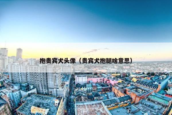 抱贵宾犬头像（贵宾犬抱腿啥意思）