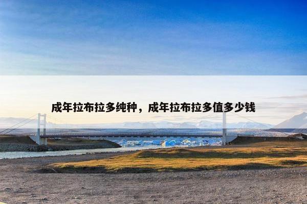 成年拉布拉多纯种，成年拉布拉多值多少钱