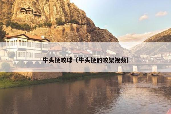 牛头梗咬球（牛头梗的咬架视频）