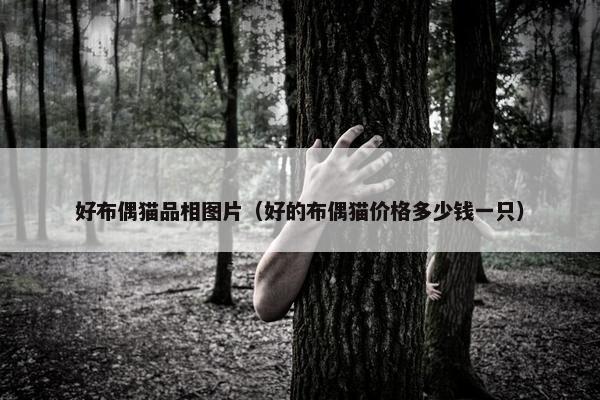 好布偶猫品相图片（好的布偶猫价格多少钱一只）