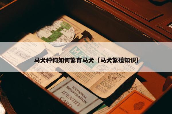 马犬种狗如何繁育马犬（马犬繁殖知识）