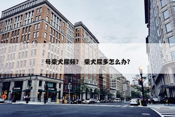 母柴犬尿频？ 柴犬尿多怎么办？