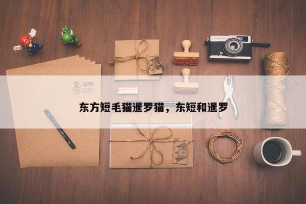 东方短毛猫暹罗猫，东短和暹罗