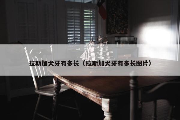 拉斯加犬牙有多长（拉斯加犬牙有多长图片）