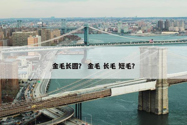 金毛长圆？ 金毛 长毛 短毛？