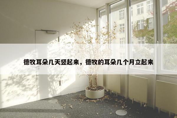 德牧耳朵几天竖起来，德牧的耳朵几个月立起来