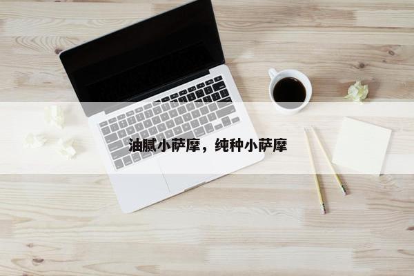 油腻小萨摩，纯种小萨摩