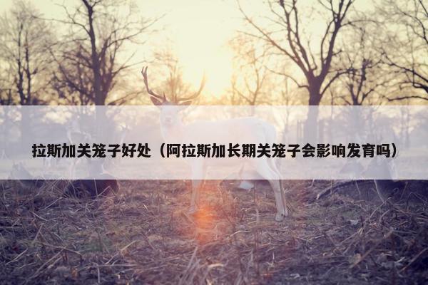 拉斯加关笼子好处（阿拉斯加长期关笼子会影响发育吗）