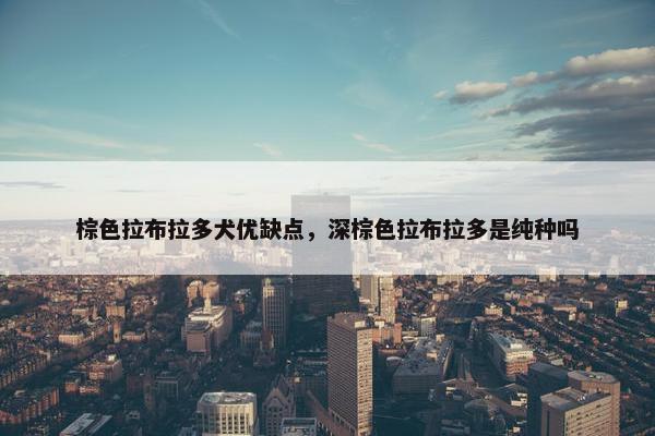 棕色拉布拉多犬优缺点，深棕色拉布拉多是纯种吗