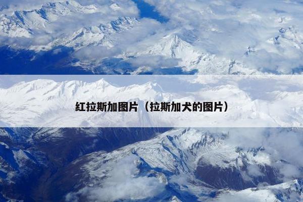 红拉斯加图片（拉斯加犬的图片）