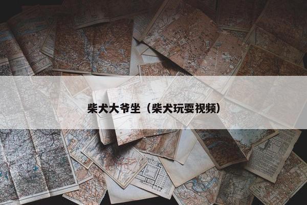 柴犬大爷坐（柴犬玩耍视频）