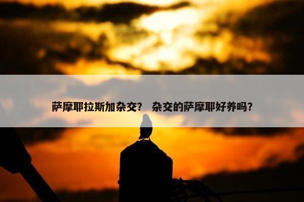 萨摩耶拉斯加杂交？ 杂交的萨摩耶好养吗？
