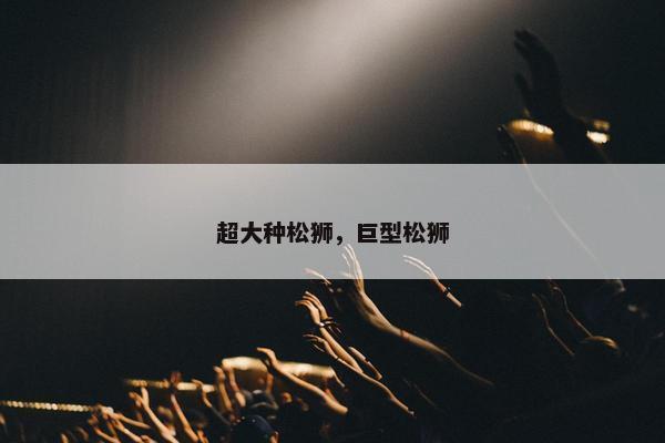 超大种松狮，巨型松狮