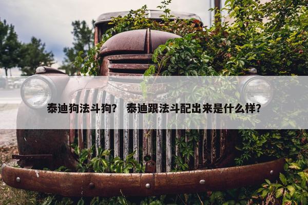 泰迪狗法斗狗？ 泰迪跟法斗配出来是什么样？