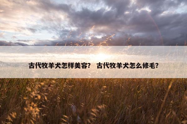 古代牧羊犬怎样美容？ 古代牧羊犬怎么修毛？
