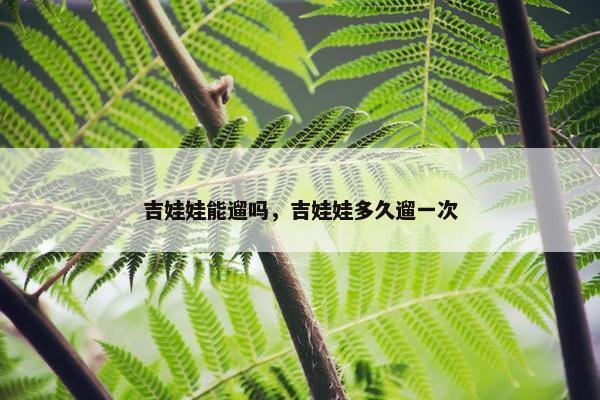 吉娃娃能遛吗，吉娃娃多久遛一次