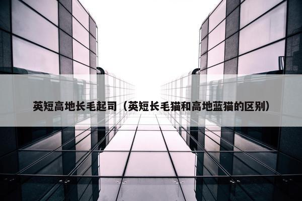 英短高地长毛起司（英短长毛猫和高地蓝猫的区别）