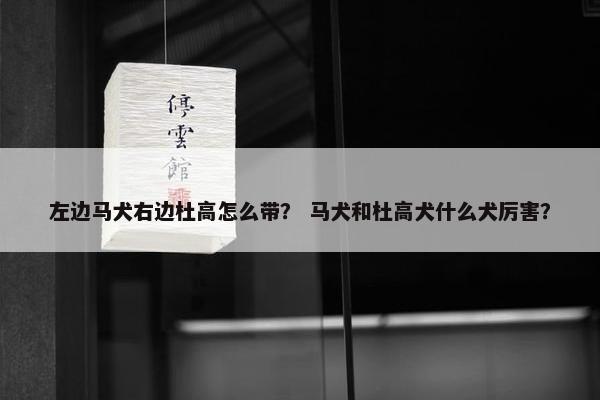 左边马犬右边杜高怎么带？ 马犬和杜高犬什么犬厉害？