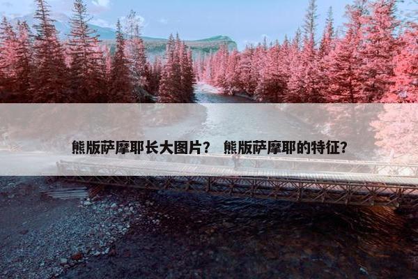 熊版萨摩耶长大图片？ 熊版萨摩耶的特征？