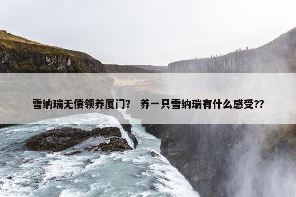 雪纳瑞无偿领养厦门？ 养一只雪纳瑞有什么感受?？