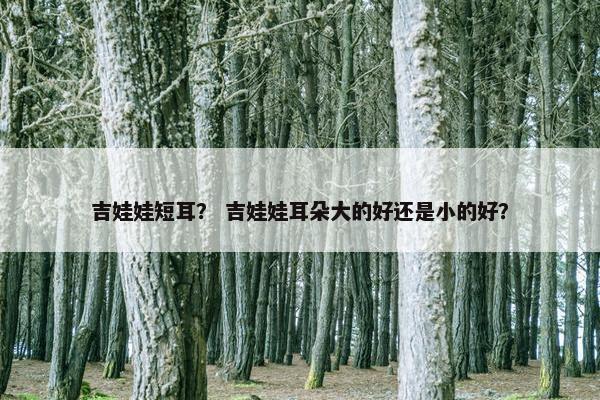吉娃娃短耳？ 吉娃娃耳朵大的好还是小的好？