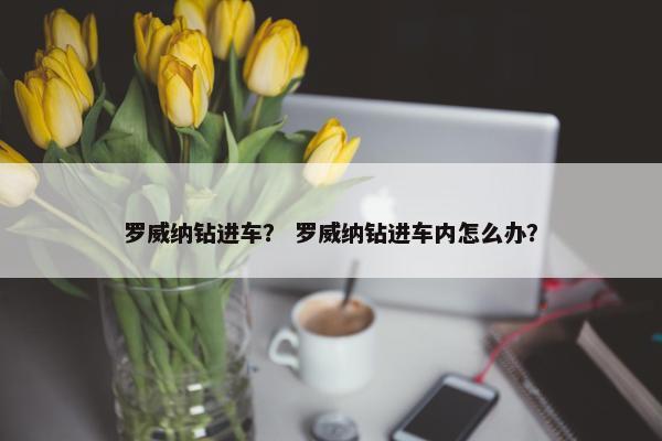 罗威纳钻进车？ 罗威纳钻进车内怎么办？